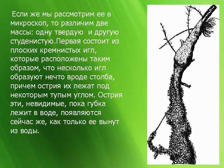  Если же мы рассмотрим ее в микроскоп, то различим две массы: одну твердую