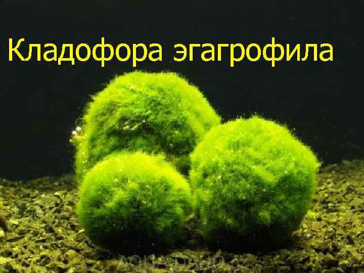 Кладофора эгагрофила 