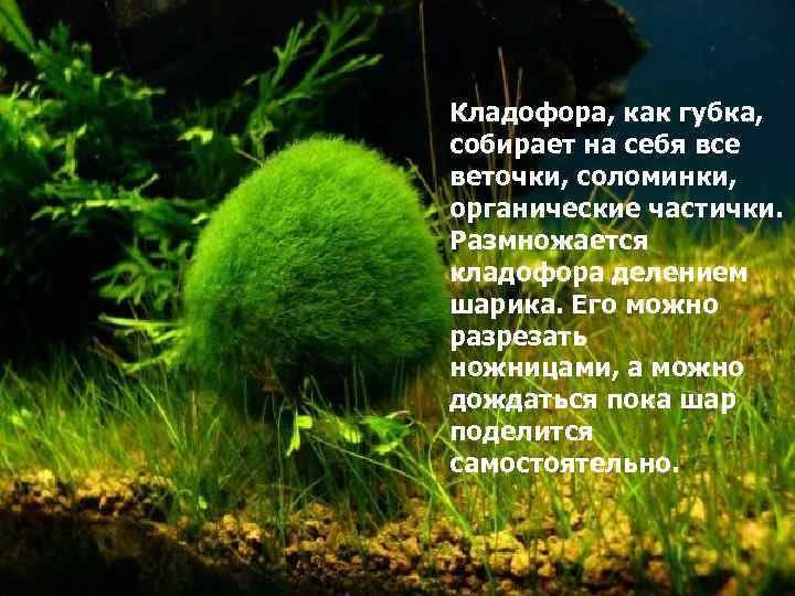 Кладофора, как губка, собирает на себя все веточки, соломинки, органические частички. Размножается кладофора делением