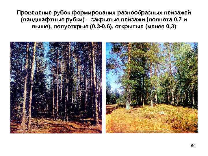 Проведение рубок формирования разнообразных пейзажей (ландшафтные рубки) – закрытые пейзажи (полнота 0, 7 и