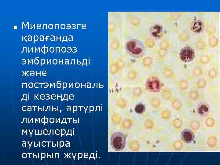 n Миелопоэзге қарағанда лимфопоэз эмбриональді және постэмбриональ ді кезеңде сатылы, әртүрлі лимфоидты мүшелерді ауыстыра
