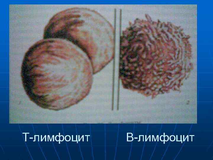 Т-лимфоцит В-лимфоцит 