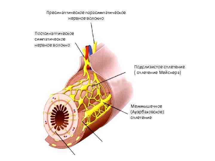 Пресинаптическое парасимпатическое нервное волокно Постсинаптическое симпатическое нервное волокно Подслизистое сплетение ( сплетение Мейснера) Межмышечное