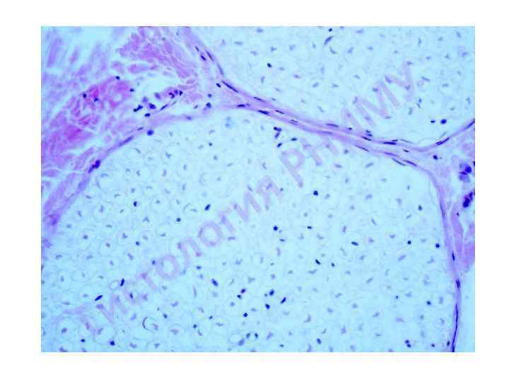 У М И Н Р я ги о л о т с и Г