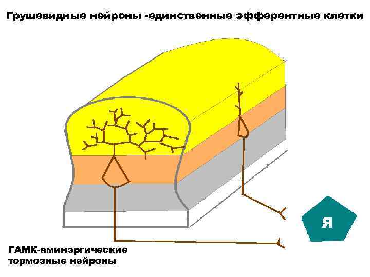 Грушевидные нейроны -единственные эфферентные клетки Я ГАМК-аминэргические тормозные нейроны 