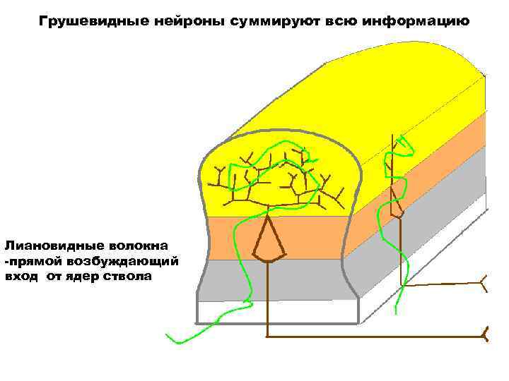 Грушевидные нейроны суммируют всю информацию Лиановидные волокна -прямой возбуждающий вход от ядер ствола 