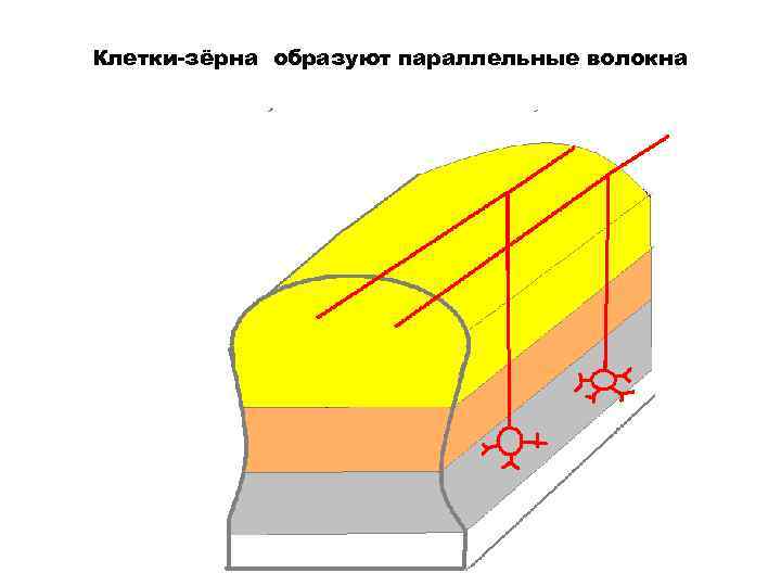 Клетки-зёрна образуют параллельные волокна 