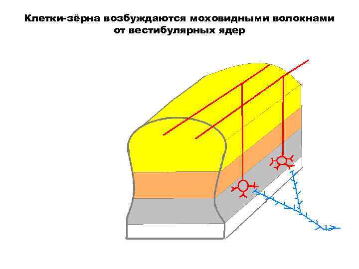 Клетки-зёрна возбуждаются моховидными волокнами от вестибулярных ядер 