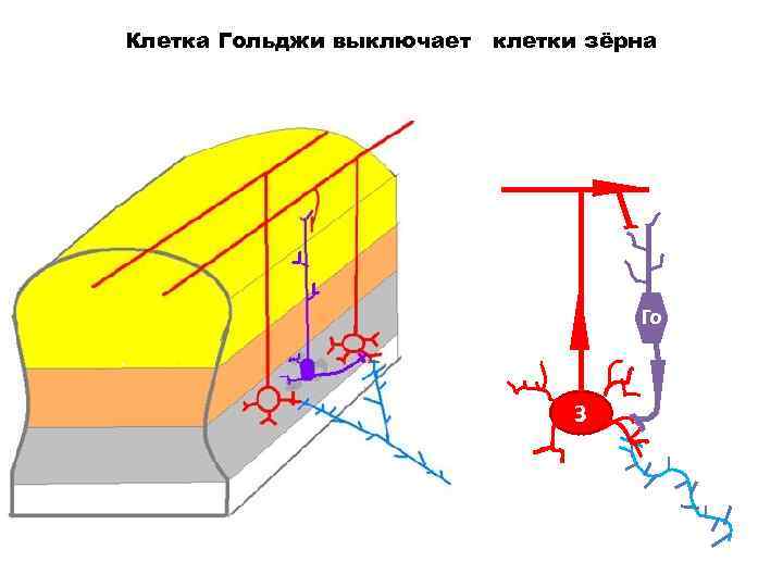 Клетка Гольджи выключает клетки зёрна Го З 