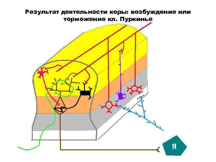 Результат деятельности коры: возбуждение или торможение кл. Пуркинье Я 