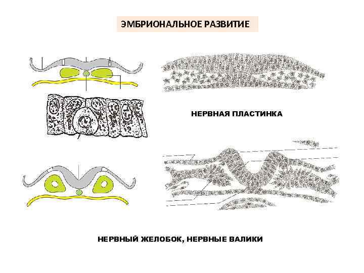 ЭМБРИОНАЛЬНОЕ РАЗВИТИЕ НЕРВНАЯ ПЛАСТИНКА НЕРВНЫЙ ЖЕЛОБОК, НЕРВНЫЕ ВАЛИКИ 
