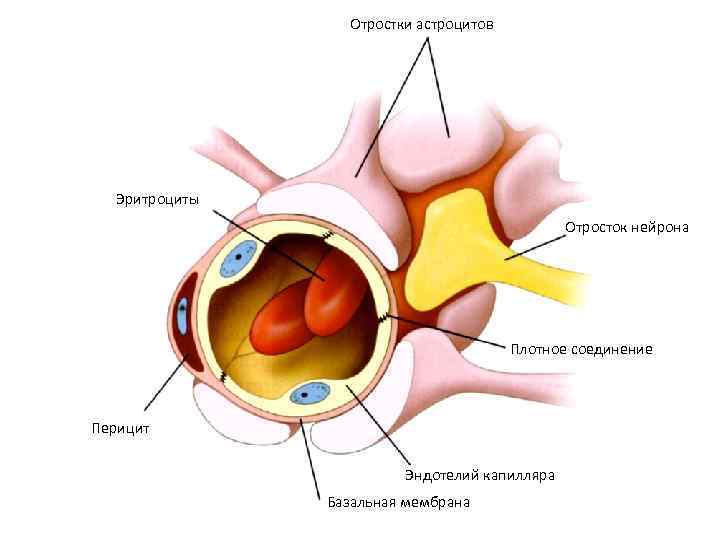 Отростки астроцитов Эритроциты Отросток нейрона Плотное соединение Перицит Эндотелий капилляра Базальная мембрана 