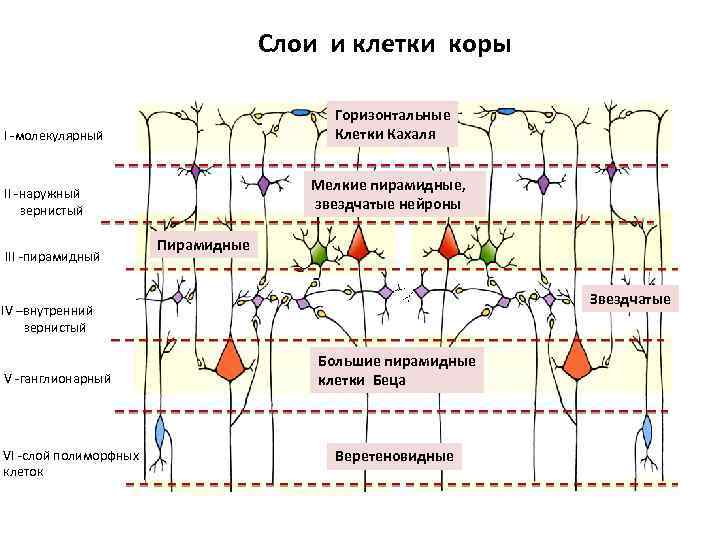 Слои и клетки коры Горизонтальные Клетки Кахаля I -молекулярный Мелкие пирамидные, звездчатые нейроны II