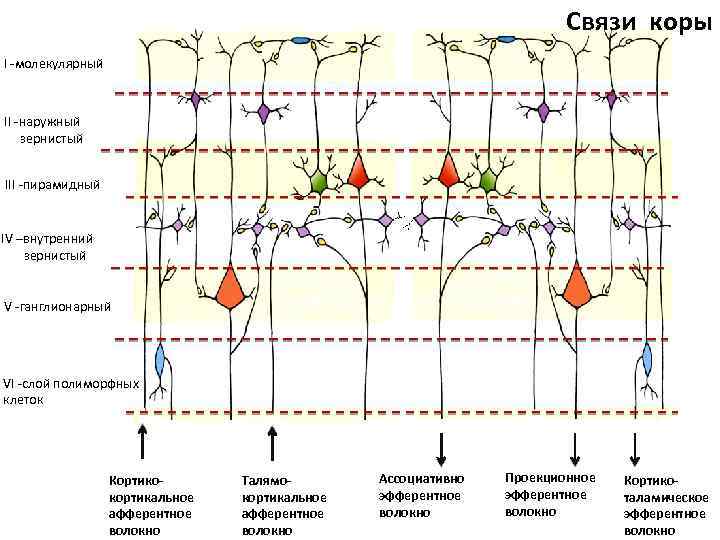 Связи коры I -молекулярный II -наружный зернистый III -пирамидный IV –внутренний зернистый V -ганглионарный