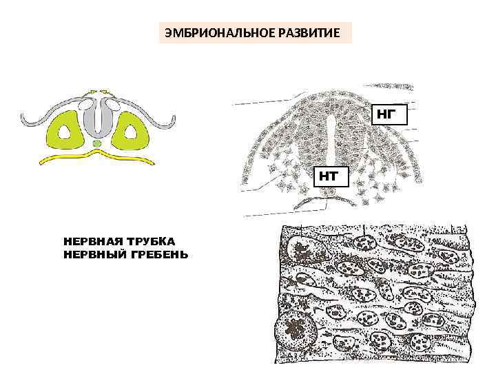 ЭМБРИОНАЛЬНОЕ РАЗВИТИЕ НГ НТ НЕРВНАЯ ТРУБКА НЕРВНЫЙ ГРЕБЕНЬ 