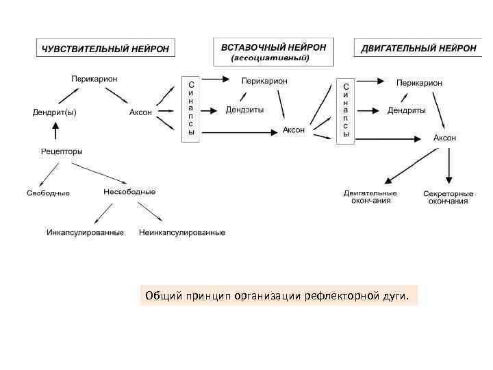 Общий принцип организации рефлекторной дуги. 
