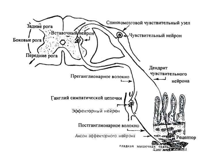 Эффекторный нейрон Аксон эффекторного нейрона 