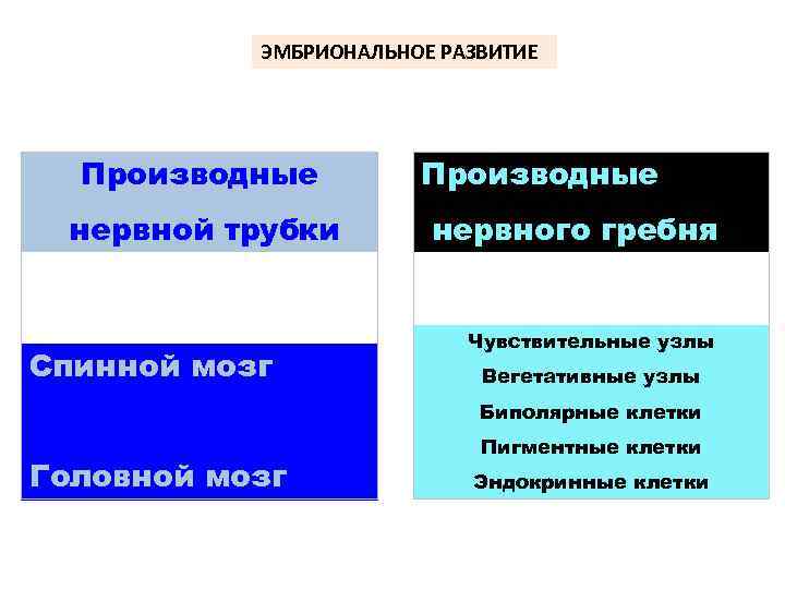 ЭМБРИОНАЛЬНОЕ РАЗВИТИЕ Производные нервной трубки Спинной мозг Производные нервного гребня Чувствительные узлы Вегетативные узлы