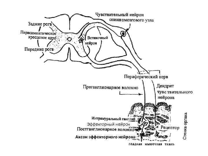 Эффекторный нейрон Аксон эффекторного нейрона 