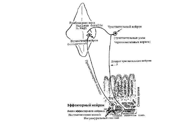 Эффекторный нейрон Аксон эффекторного нейрона 