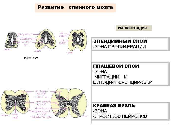 Развитие спинного мозга РАННЯЯ СТАДИЯ ЭПЕНДИМНЫЙ СЛОЙ -ЗОНА ПРОЛИФЕРАЦИИ pig embryo ПЛАЩЕВОЙ СЛОЙ -ЗОНА