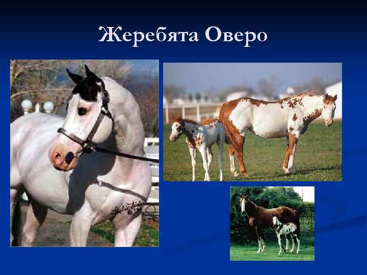 Жеребята Оверо 