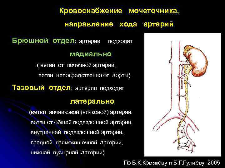 Вена артерия мочеточник. Почка артерия Вена мочеточник. Кровоснабжение мочеточника схема. Иннервация мочеточника.