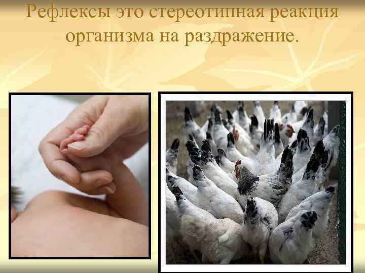 Рефлексы это стереотипная реакция организма на раздражение. 