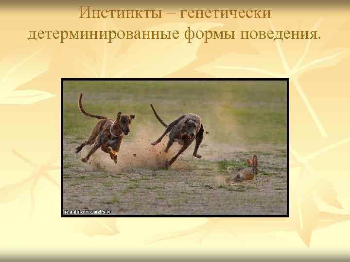 Инстинкты – генетически детерминированные формы поведения. 