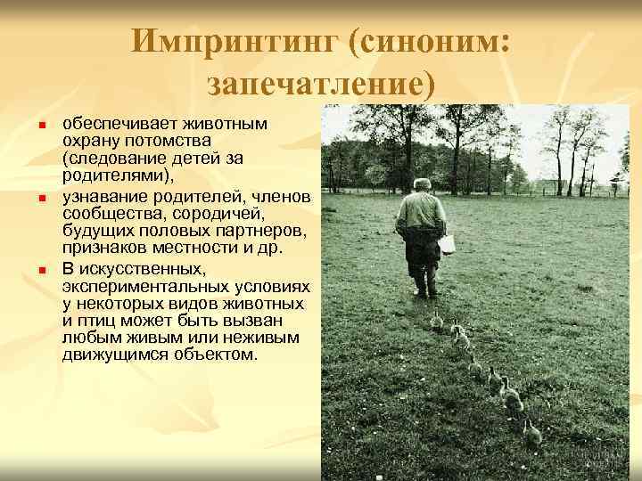 Импринтинг (синоним: запечатление) n n n обеспечивает животным охрану потомства (следование детей за родителями),