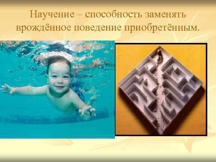 Научение – способность заменять врождённое поведение приобретённым. 