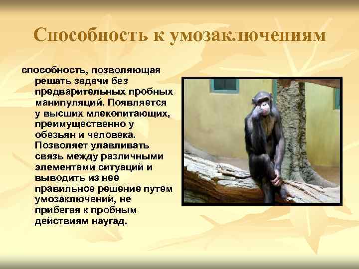 Способность к умозаключениям способность, позволяющая решать задачи без предварительных пробных манипуляций. Появляется у высших