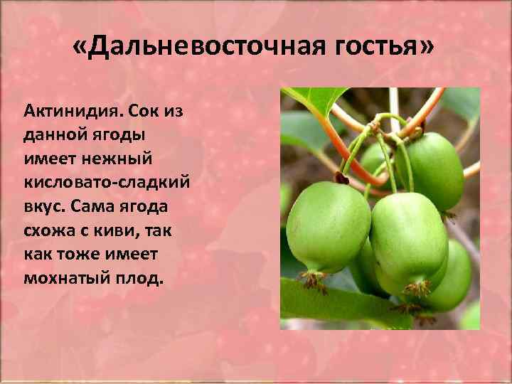  «Дальневосточная гостья» Актинидия. Сок из данной ягоды имеет нежный кисловато-сладкий вкус. Сама ягода