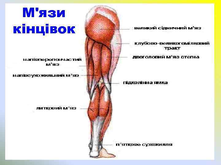 М'язи кінцівок 