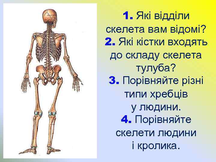 1. Які відділи скелета вам відомі? 2. Які кістки входять до складу скелета тулуба?