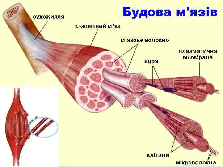 Будова м'язів 