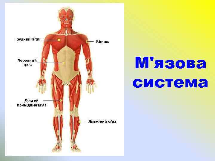 М'язова система 