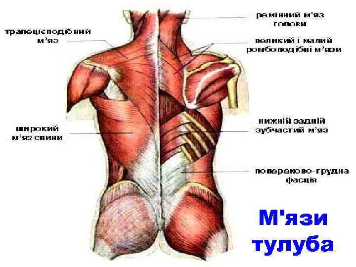 М'язи тулуба 