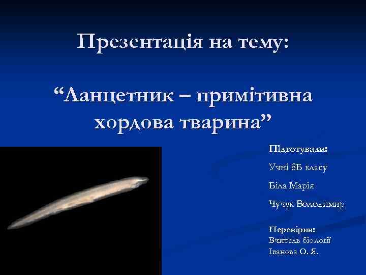 Презентація на тему: “Ланцетник – примітивна хордова тварина” Підготували: Учні 8 Б класу Біла