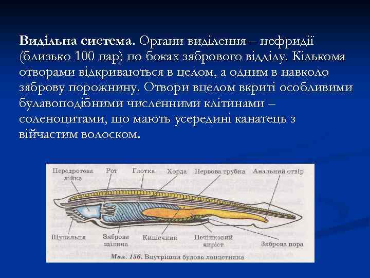 Видільна система. Органи виділення – нефридії (близько 100 пар) по боках зябрового відділу. Кількома