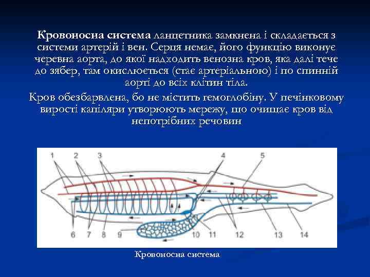 Кровоносна система ланцетника замкнена і складається з системи артерій і вен. Серця немає, його