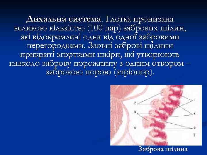 Дихальна система. Глотка пронизана великою кількістю (100 пар) зябрових щілин, які відокремлені одна від