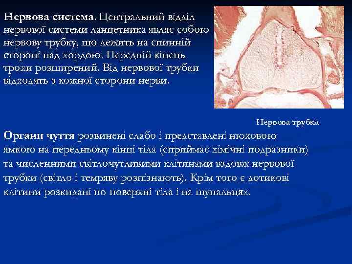Нервова система. Центральний відділ нервової системи ланцетника являє собою нервову трубку, що лежить на