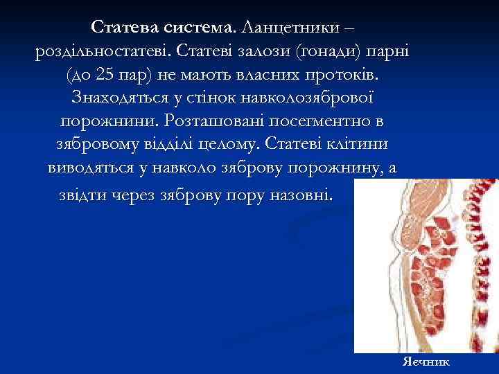 Статева система. Ланцетники – роздільностатеві. Статеві залози (гонади) парні (до 25 пар) не мають