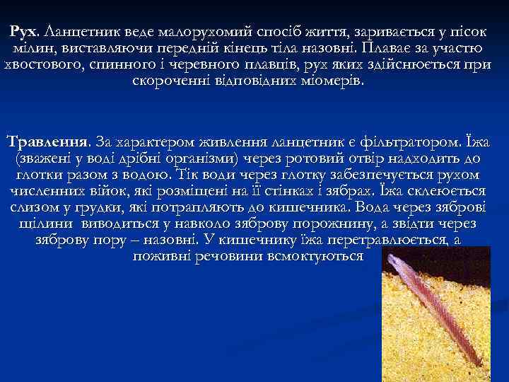Рух. Ланцетник веде малорухомий спосіб життя, заривається у пісок мілин, виставляючи передній кінець тіла