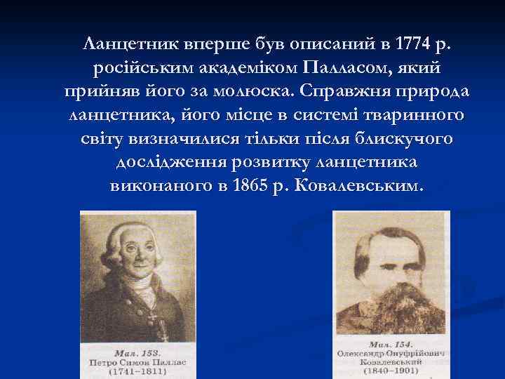 Ланцетник вперше був описаний в 1774 р. російським академіком Палласом, який прийняв його за