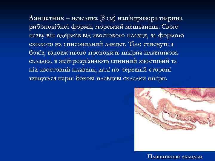 Ланцетник – невелика (8 см) напівпрозора тварина рибоподібної форми, морський мешканець. Свою назву він