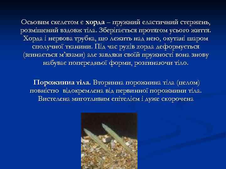 Осьовим скелетом є хорда – пружний еластичний стержень, розміщений вздовж тіла. Зберігається протягом усього