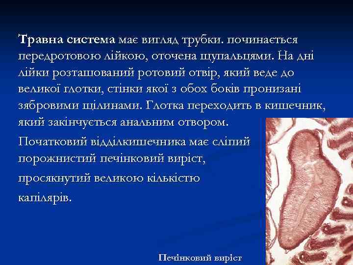 Травна система має вигляд трубки. починається передротовою лійкою, оточена щупальцями. На дні лійки розташований