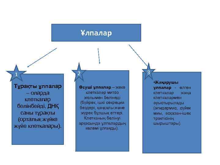 Ұлпалар 1 Тұрақты ұлпалар – оларда клеткалар бөлінбейді, ДНҚ саны тұрақты (орталық жүйке жүйе